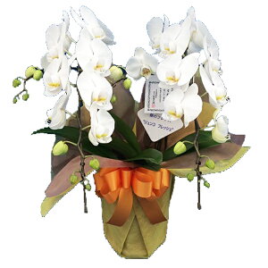 y܎/ŒZɓ͂z~fBӒ 2{ ̎s\ Yn bsOED ĕptbgt TVЉ  R`E  JXj j  a 