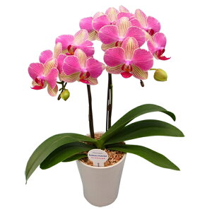 y̓MtgzŖm̃p2{~fBӒ EW!yy_NxzJXj z