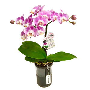 y̓MtgzEW!Ŗm̃~fBӒ^u[|bg1{j z