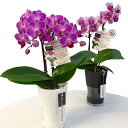 ☆世界ラン展多数受賞!椎名洋ラン園のミディ胡蝶蘭タンブラーポットスリム2本立【あす楽_年中無休】内祝い 翌日配送