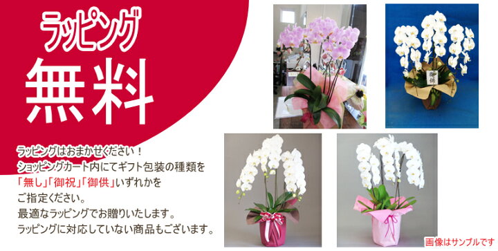 敬老ギフト 胡蝶蘭ランキング1位 3本立ち 明日贈れる 贈答用 お祝い ギフト お供え あすに届けるお花屋さん 輝花 通販 あすに届けるお花屋さん 輝花胡蝶蘭 大輪3本立ち 000円 明日贈れる 選べる3色 白 ピンク 赤リップ 贈答用 お祝い ギフト お供え 敬老ギフト 胡蝶蘭ランキング1位 3本立ち 明日贈れる 贈答用 お祝い ギフト お供え あすに届けるお花屋さん 輝花 通販 あすに届けるお花屋さん 輝花胡蝶蘭 大輪3本立ち 000円 明日贈れる 選べる3色 白 ピンク 赤リップ 贈答用 お祝い ギフト お供え