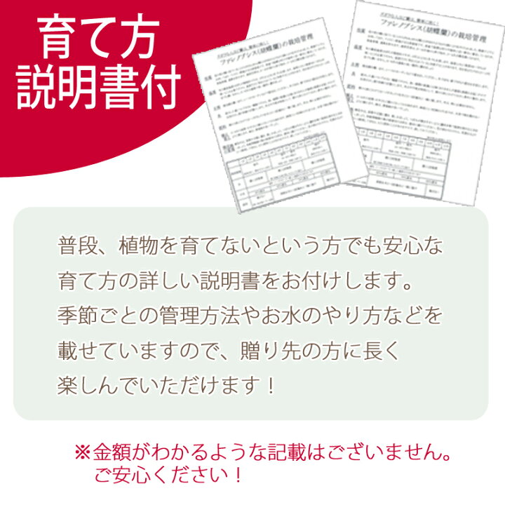楽天市場 胡蝶蘭 3本立ち 27輪 10 000円 選べる4色 あす楽 送料無料 札 ラッピング無料 木札 白 ピンク 赤リップ 黄色 コチョウラン 鉢花 開店祝い お祝い 花 誕生日 還暦 米寿 開院 開業 移転 当選 就任 昇進 退職 お供え 贈り物 フラワーギフト
