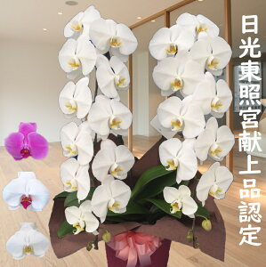 yɓ͂zy̓zӒ 2{ 25֑O EsNEԃbv yΉ Nx  Ƌ{iƂėBF肳ꂽӒYn!Sz\!j 