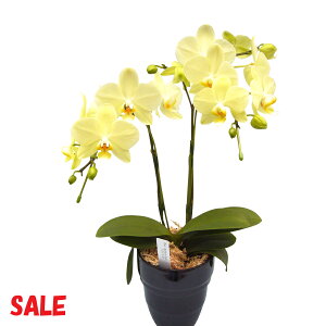 EW!Ŗm̃J[[2{~fBӒ z