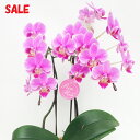 △世界ラン展多数受賞!椎名洋ラン園のリンリン2本立もしくはベニールージュ2本立■送料無料■ミディ胡蝶蘭【あす楽_年中無休】翌日配送