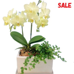 EW!Ŗm̊ϗt񂹃~fB2{(CG[)IWi픫~fBӒ z