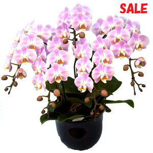 EW!Ŗm̃GKX5{~fBӒyy_Nxzz