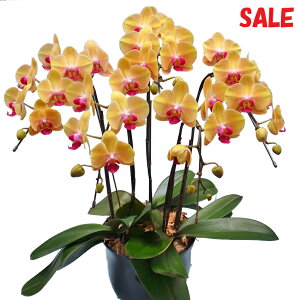 EW!Ŗm̃CG[n̓IWn5{~fBӒyy_Nxzz