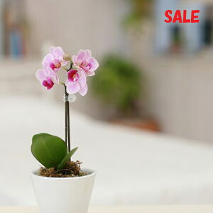 EW!Ŗm̃}CNӒ1{uJvZv ~fBӒyy_Nxzj z