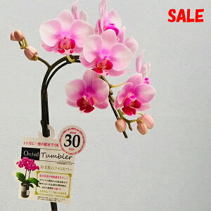 EW!Ŗm̃~fBӒ^u[|bgwXx1{yy_Nxzj z