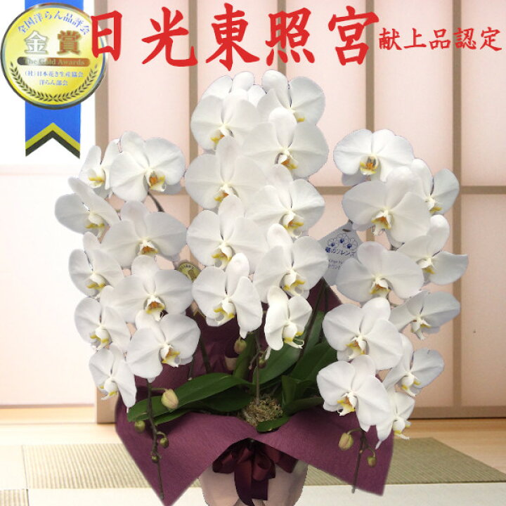 楽天市場 日光東照宮に献上品として唯一認定された胡蝶蘭を産地直送 受賞歴多数 大輪胡蝶蘭3本立ち 35輪前後 胡蝶蘭 通販 値段 販売 育て方 管理方法 あすに届けるお花屋さん 輝花