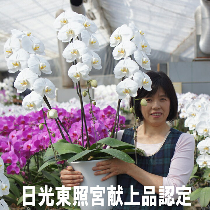 楽天市場 胡蝶蘭 大輪 3本立ち 35輪 あす楽対応 年中無休 送料無料 胡蝶蘭 通販 値段 販売 育て方 管理方法 あすに届けるお花屋さん 輝花