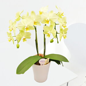 y̓MtgzEW!Ŗm̃J[[2{~fBӒ z