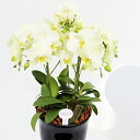 【お供え】【お悔やみ】世界ラン展多数受賞!椎名洋ラン園のカーリー5本立■送料無料■ミディ胡蝶蘭 翌日配送