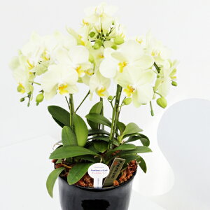 y̓MtgzEW!Ŗm̃J[[5{~fBӒj z