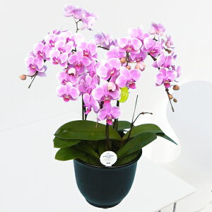 y̓MtgzEW!Ŗm̃LfB[3{ ~fBӒj z