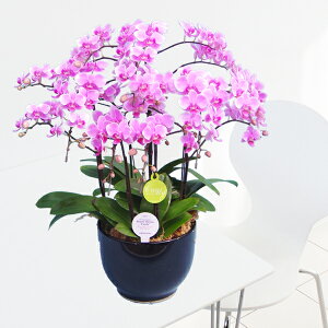 y̓MtgzEW!Ŗm̃LfB[5{~fBӒj z