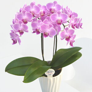 y̓MtgzŖm̃`[2{ EW!~fBӒj z