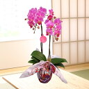 【お供え】【お悔やみ】日本フラワー・オブ・ザ・イヤー受賞☆ミディ胡蝶蘭2本立風呂敷包み＜ピンク系or赤リップ系＞【送料無料】翌日配送