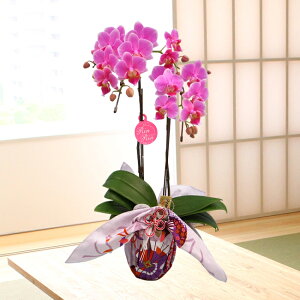 y̓Mtgz{t[EIuEUEC[܁~fBӒ2{C~݁sNnorԃbvnyzyy_Nxzj z