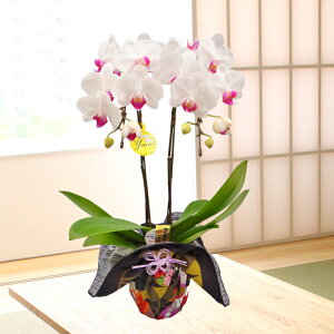 生花 胡蝶蘭 リップの人気商品 通販 価格比較 価格 Com