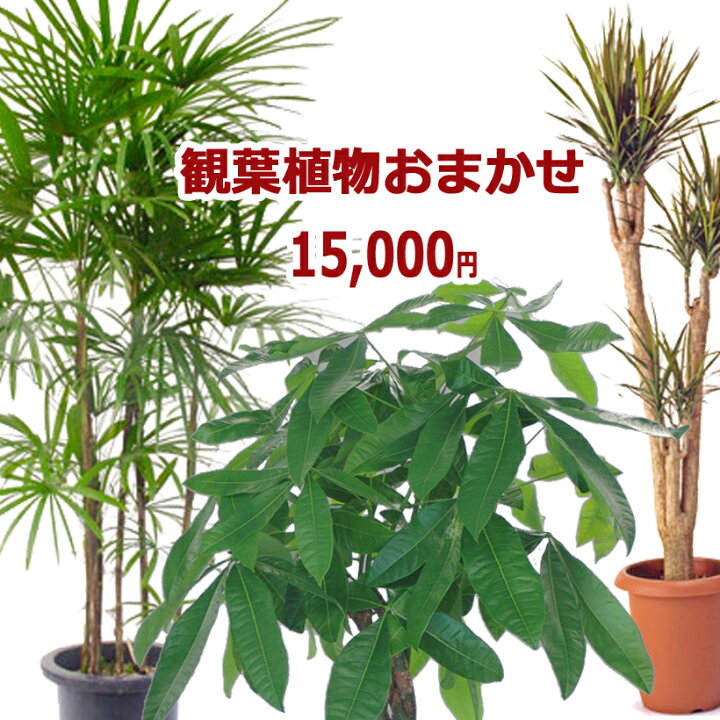 楽天市場 観葉植物おまかせ15 000円 お祝い ギフト 開店祝い 移転祝い 就任祝い 内祝い 通販 値段 販売 育て方 管理方法 あすに届けるお花屋さん 輝花 楽天市場 観葉植物おまかせ15 000円 お祝い ギフト 開店祝い 移転祝い 就任祝い 内祝い 通販 値段 販売 育て方 管理方法 あすに届けるお花屋さん 輝花