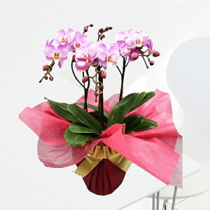 y̓MtgzEW!Ŗm̃}}h[3{~fBӒ z