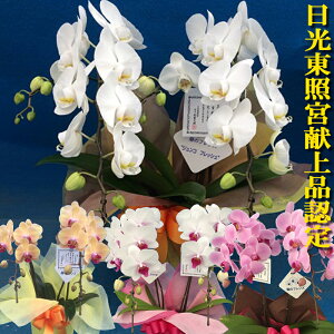 yɓ͂zy̓z_ѐYb܎܁~fBӒ(R`E)2{yz16֑O` z