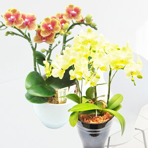 y̓MtgzEW!Ŗm̃~fB3{Fn̓IWn~fBӒ z