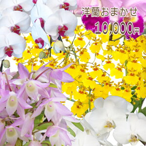 y̓zm܂10,000~ t@mvVXiӒj~j }CNӒ~fByy_Nxzj z