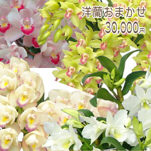 yɓ͂zy̓zm܂30,000~ t@mvVX Ӓ R`E ~j }CN ~fByy_Nxzj z