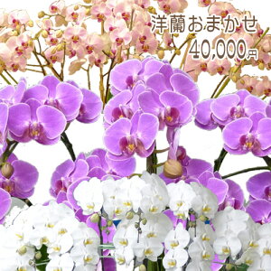 yɓ͂zy̓znCO[hIm܂40,000~ t@mvVX Ӓ R`E ~j }CN ~fByy_Nxzj z