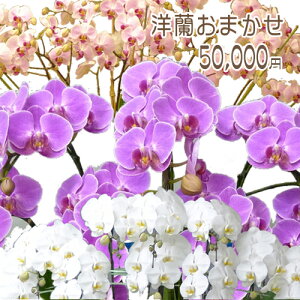 yɓ͂zy̓znCO[hIm܂50,000~ t@mvVX Ӓ R`E ~j }CN ~fByy_Nxzj z