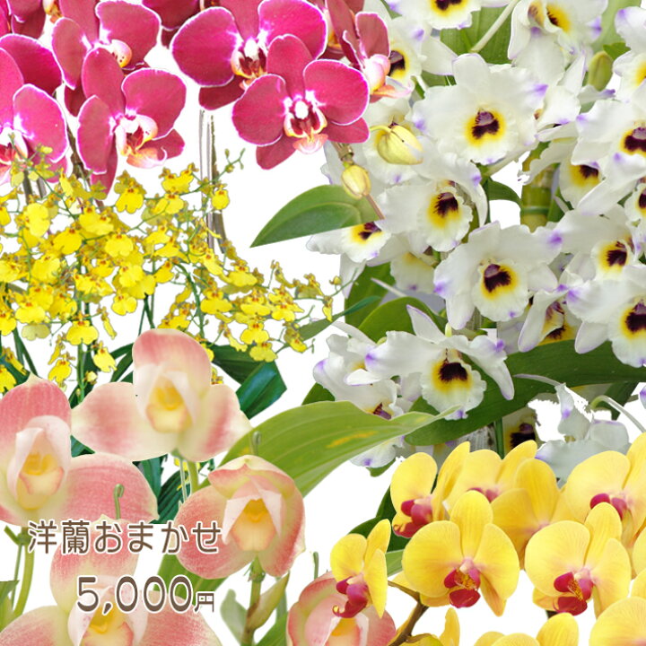 楽天市場 洋蘭おまかせ5 000円 ファレノプシス 胡蝶蘭 ミニ マイクロ胡蝶蘭 ミディ花 誕生日 フラワー お祝い ギフト 開店祝い 移転祝い 就任祝い お歳暮 クリスマス 御供え内祝い あすに届けるお花屋さん 輝花