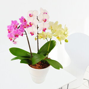 y̓MtgzEW!Ŗm̂܂MIX3{ ~fBӒj z