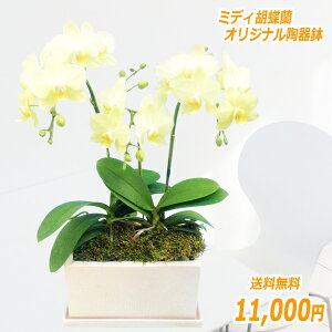 y̓MtgzEW!Ŗm̃~fB3{IWi픫~fBӒ z