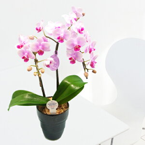 y̓MtgzEW!Ŗm̃2{~fBӒyy_Nxzj z