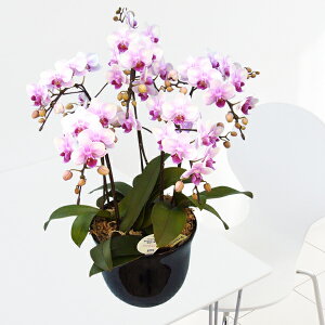 y̓MtgzEW!Ŗm̃5{~fBӒj z