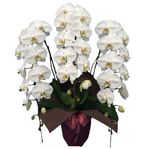 yɓ͂zӒ(R`E)3{35`37֑Oy\Ώۏiz Ӓ j P ɓ͂邨ԉyzi12j z