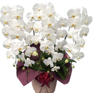 yɓ͂zƋ{ɌiƂėBF肳ꂽӒYn!ܗ𑽐!֌Ӓ5{!SzOK!Ӓ j P ɓ͂邨ԉ z