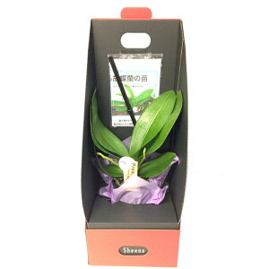 {t[EIuEUEC[܁ňĂӒ̕cyzyy_NxzӒ j P ɓ͂邨ԉ z