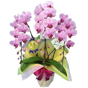 yɓ͂zӒ(R`E)~fBsN3{25ֈȏy\Ώۏizyzi20jӒ j P ɓ͂邨ԉ z