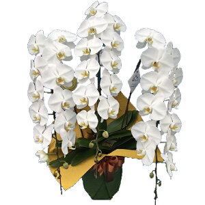 yɓ͂zӒ(R`E)3{37֑O`y\Ώۏiz Ӓ j P ɓ͂邨ԉyzi2j z