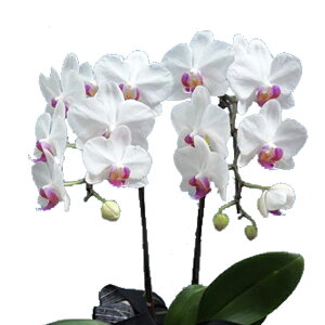 EW!Ŗm̃~2{~fBӒgyy_NxzӒ j P ɓ͂邨ԉ z