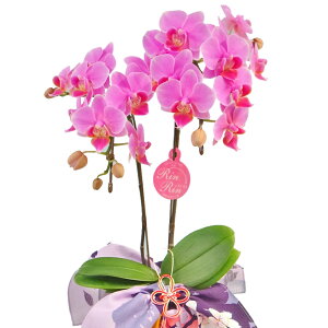 {t[EIuEUEC[܁~fBӒ2{C~݁yzyy_NxzӒ j P ɓ͂邨ԉ z