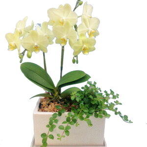 ���E�����W�������!�Ŗ��m�������̊ϗt�񂹃~�f�B2�{��(�C�G���[)�I���W�i�����픫�������������~�f�B�Ӓ����y�����y_�N�����x�z �Ӓ��� ���j�� �P�� �����ɓ͂��邨�ԉ����� �����z��