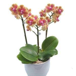 �����E�����W�������!�Ŗ��m�������̌Ӓ���3�{���y���F�E�I�����W�n�z�������������~�f�B�Ӓ����y�����y_�N�����x�z�Ӓ��� ���j�� �P�� �����ɓ͂��邨�ԉ����� �����z��