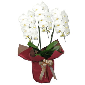 yɓ͂zӒ(R`E)֔3{27ֈȏy\Ώۏiz Ӓ j P ɓ͂邨ԉyzi3j z