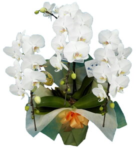 ͂ Ӓ3{27ց` 10,000~  D bsO ؎D  sN ԃbv F (R`E  JXj j  a җ Ď J@ J ړ] I AC i ސE 