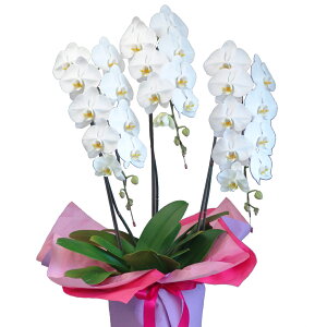 yɓ͂zӒ(R`E)3{30ֈȏy\Ώۏiz Ӓ j P ɓ͂邨ԉyzi4j z